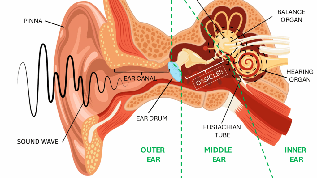 The inner ear