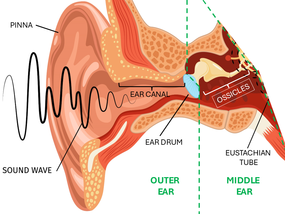 The middle ear