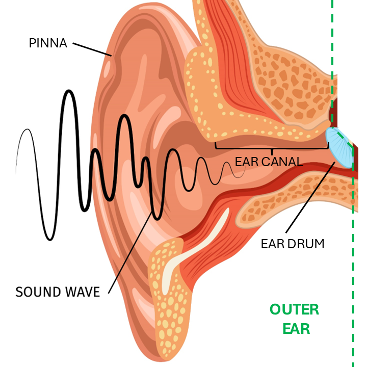 Outer ear and how we hear